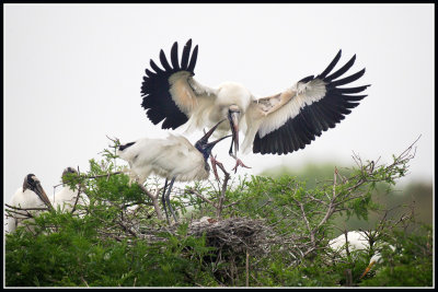 Wood Storks, Dramatic Arrival