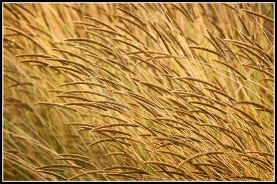 Grass Seedheads