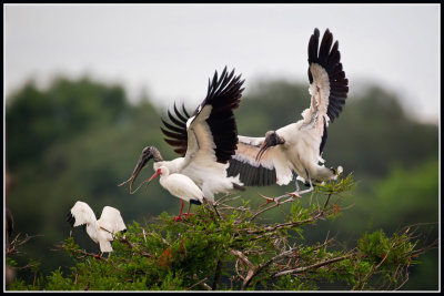 Wood Storks