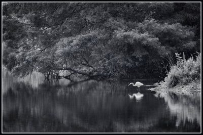 Wetland Scene with Great Egret