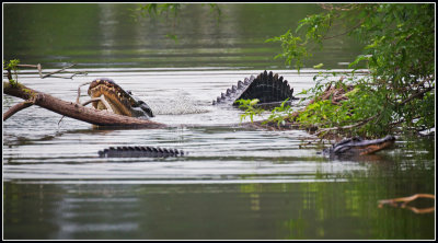 American Alligators