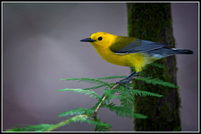 Prothonotary Warbler