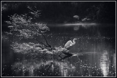 Great Egret Drinking