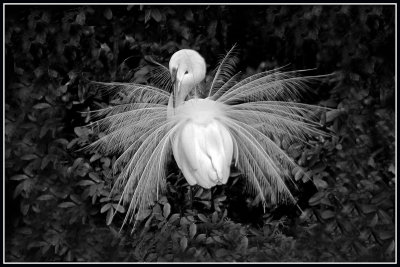 Great Egret Displaying