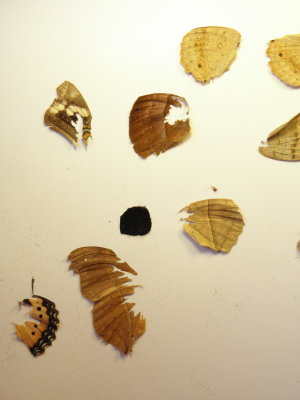 butterfly_of_kenya