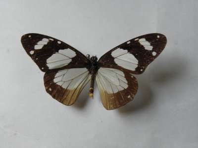 PA110550.JPG