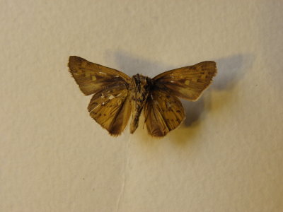 PA110574.JPG