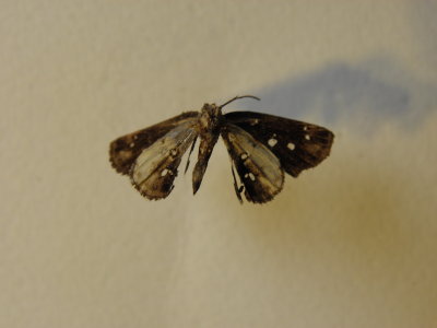 PA110584.JPG