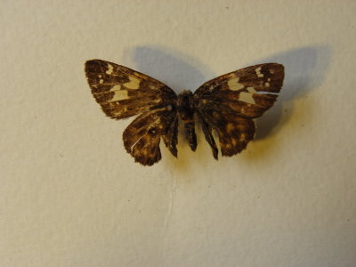 PA110593.JPG