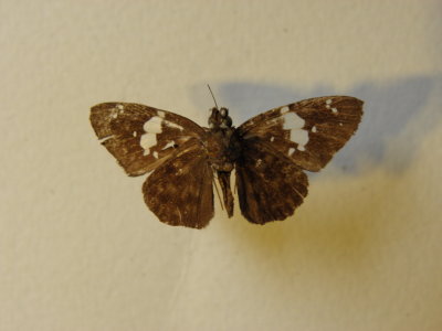 PA110595.JPG