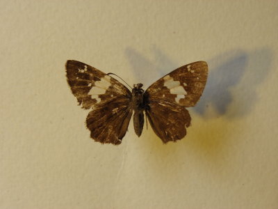 PA110599.JPG