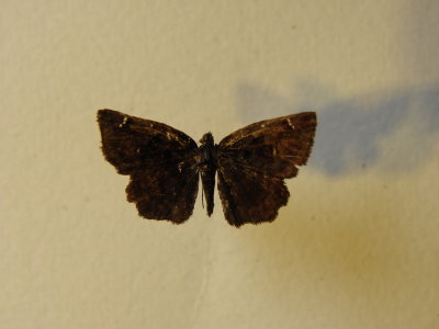 PA110601.JPG