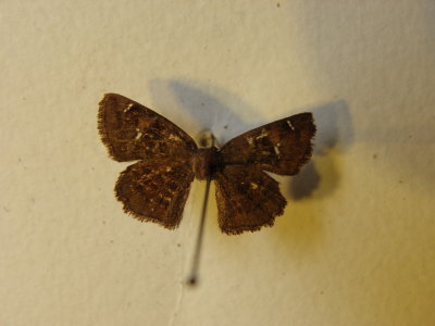 PA110605.JPG