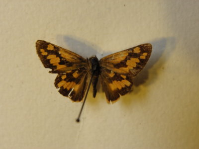 PA110610.JPG