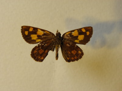 PA110615.JPG