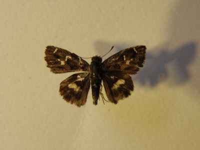 PA110626.JPG