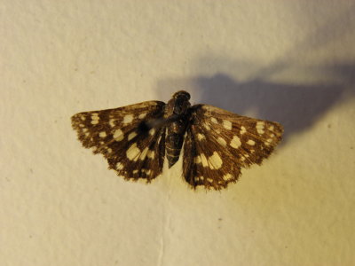 PA110633.JPG