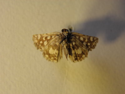 PA110635.JPG