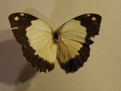 PA110836.JPG
