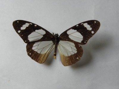 PA110550.JPG