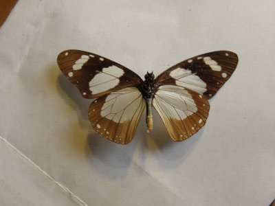 PA110553.JPG
