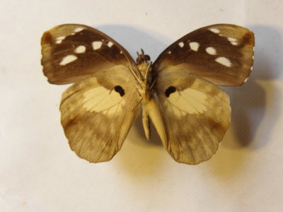 PA110556.JPG