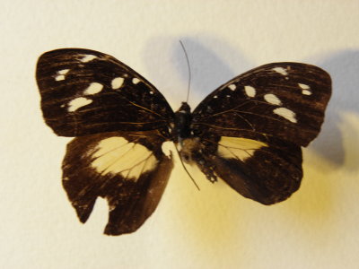 PA110562.JPG
