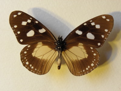 PA110564.JPG