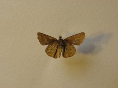 PA110572.JPG