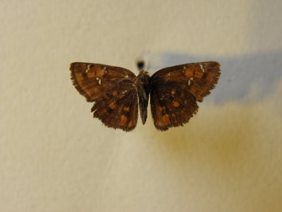 PA110589.JPG