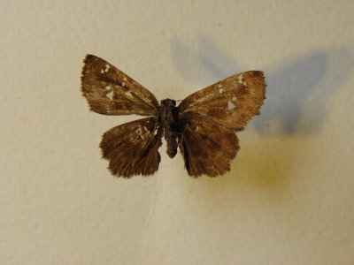 PA110591.JPG
