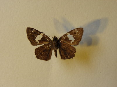PA110597.JPG