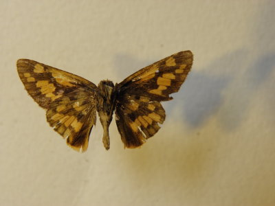 PA110612.JPG