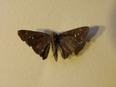 PA110628.JPG