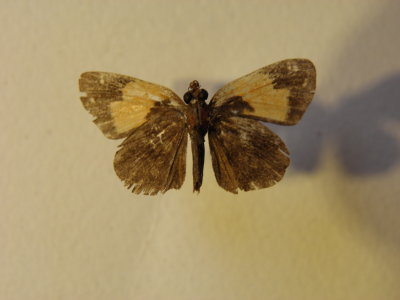 PA110624.JPG