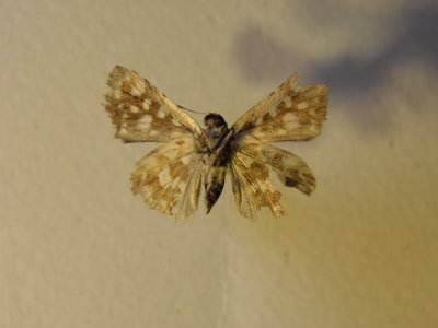 PA110639.JPG