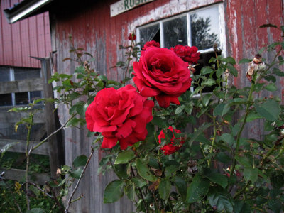 IMG_7931  Rose