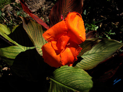 IMG_7994 flower