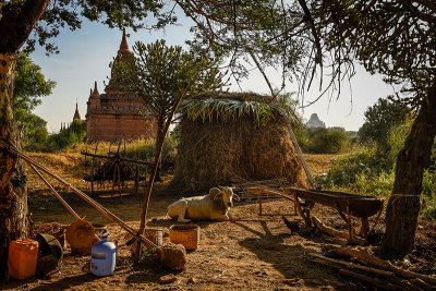 Pagoda Farmstead