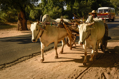 Ox Cart