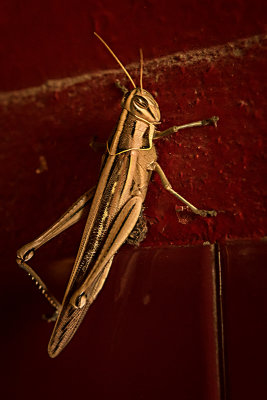 Golden Grasshopper