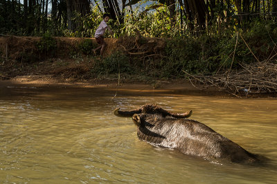 Cooling the Ox