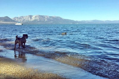 Ollie & Duck at Lake Tahoe