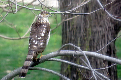 Coopers Hawk _JUNG -s-.jpg