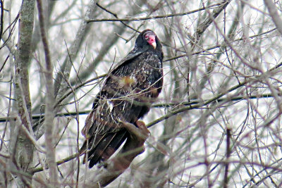 Turkey Vulture _Jung-s-.jpg