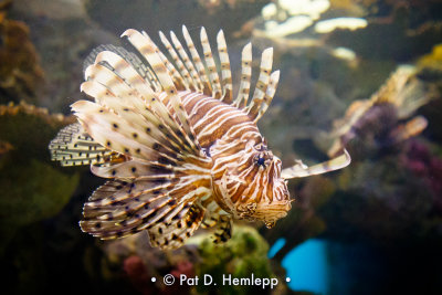 Lionfish