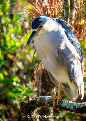 Resting heron