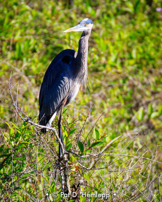 Heron on limb