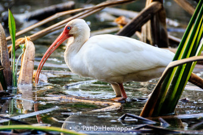 Wading ibis