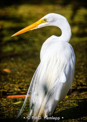 Posing egret
